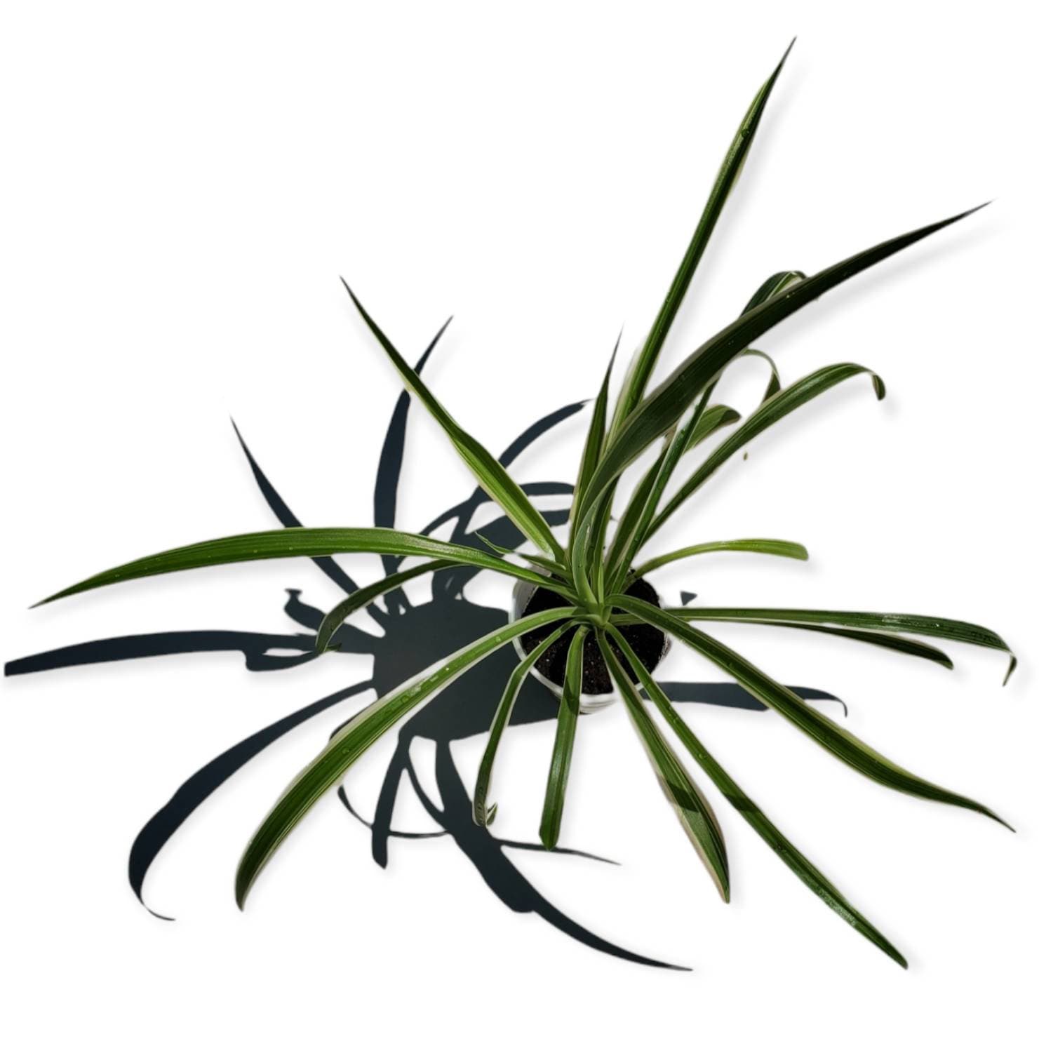 Spider Plant Live Plant 3x4 Inch Pot Air Purifying Indoor Houseplant