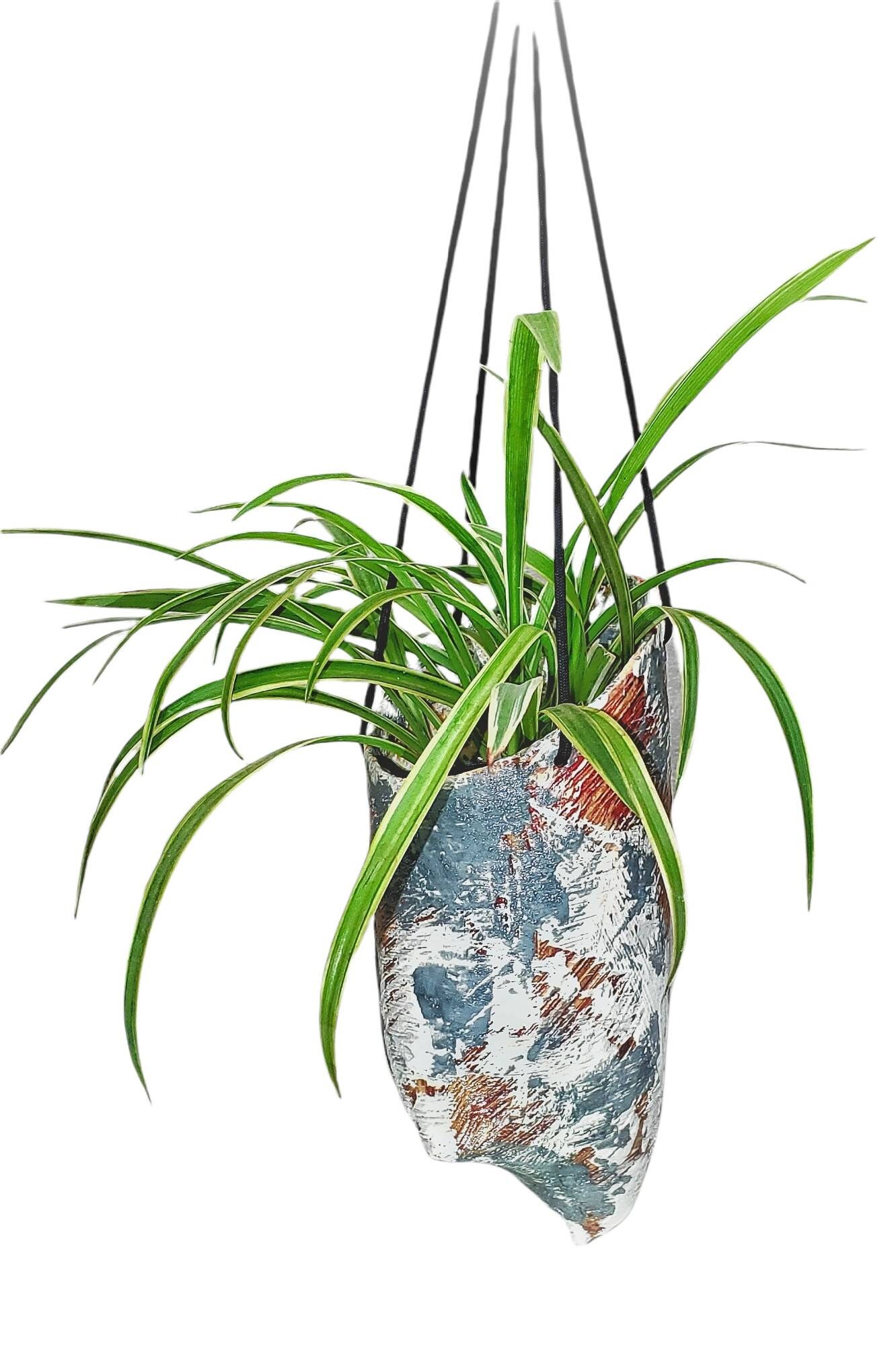 Spider Plant Live Plant 3x4 Inch Pot Air Purifying Indoor Houseplant