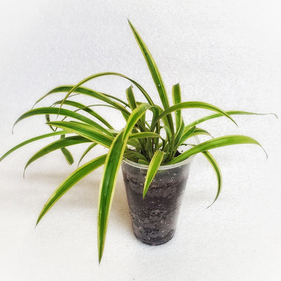 Spider Plant Live Plant 3x4 Inch Pot Air Purifying Indoor Houseplant