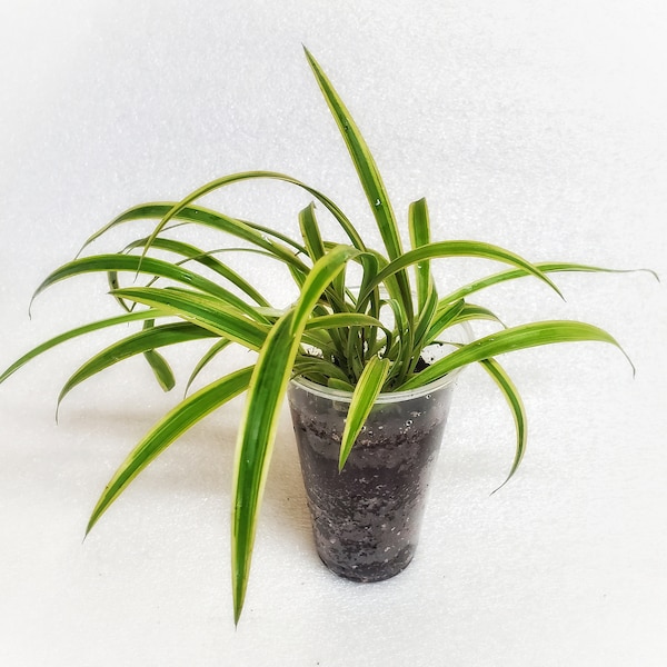 Spider Plant Live Plant 3x4 Inch Pot Air Purifying Indoor Houseplant, Live House Plant | Airplane Plants | Free Shipping U.S.A. Gift for Mom