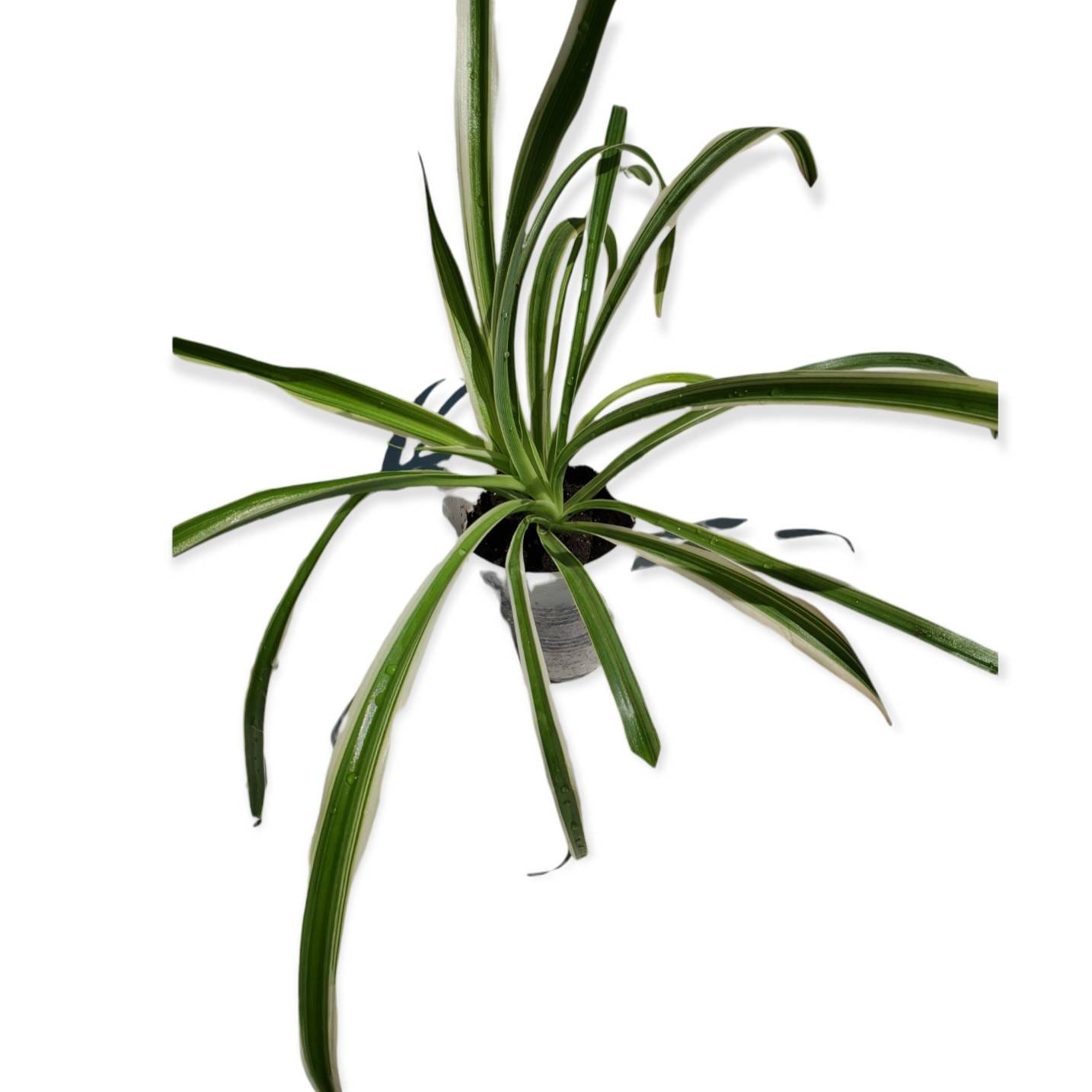 Spider Plant Live Plant 3x4 Inch Pot Air Purifying Indoor Houseplant