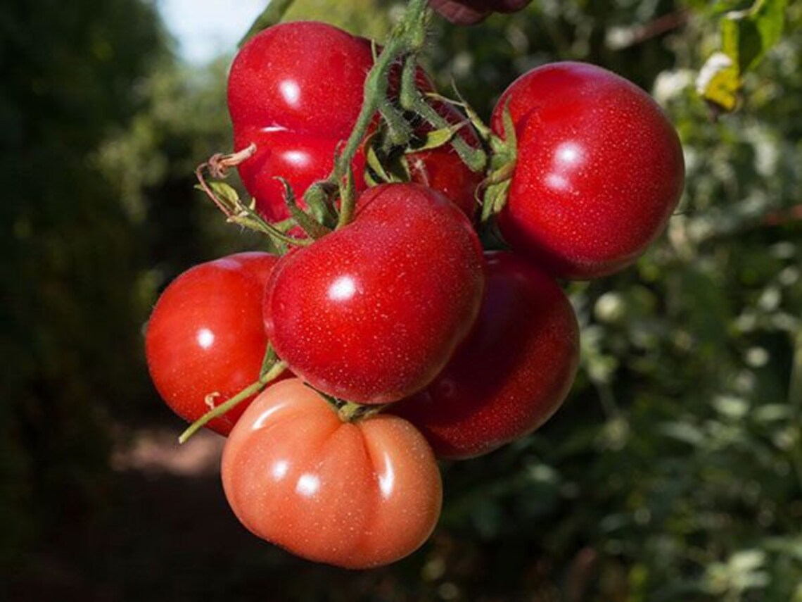 Rutgers HighYields Red Tomatoes 3 X 4 Vertitoobz Etsy