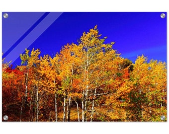 Acrylic Print Aspen Grove Fall Colors Photo Wall Decor