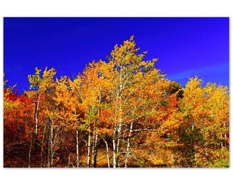 Aluminum Print Aspen Grove Fall Colors Wall Decor