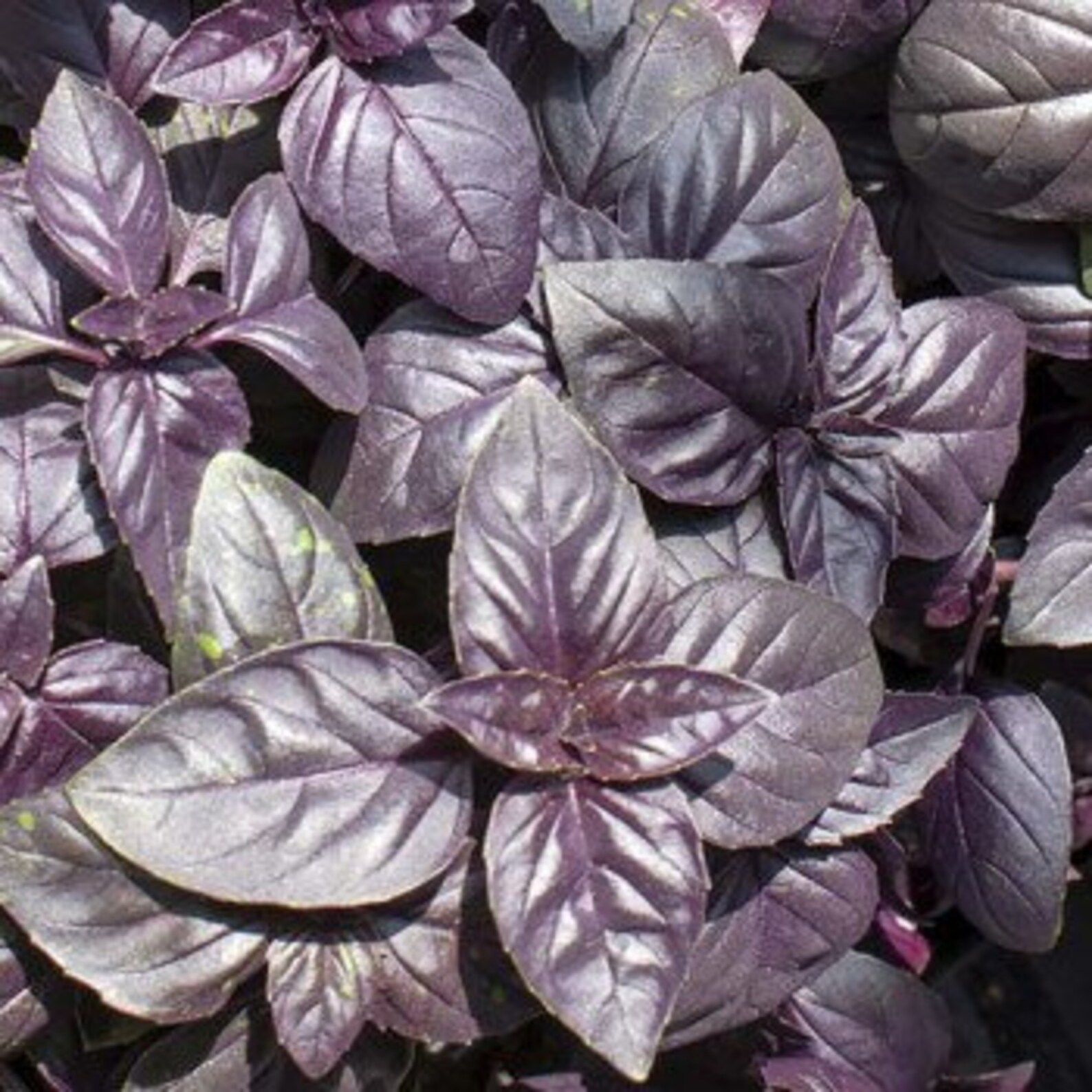 Dried Red Rubin Basil Armenian Basil Purple BasilSeasoning Etsy