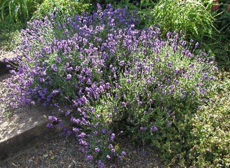 Organic Culinary Dried Lavender Buds Highland Grow Ultra Blue Etsy