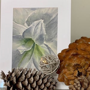 Amaryllis Flower watercolor print
