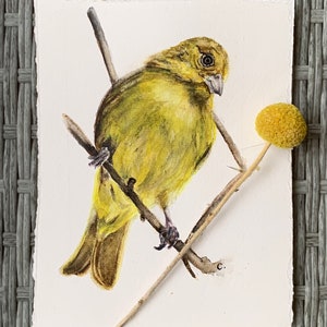 Original Goldfinch, watercolor and  prints