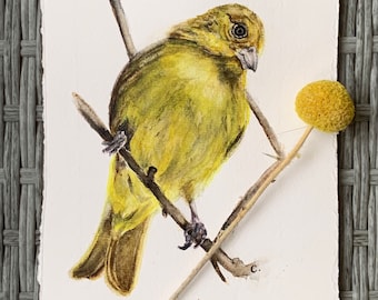 Bird art: Original Goldfinch, watercolor painting and  prints