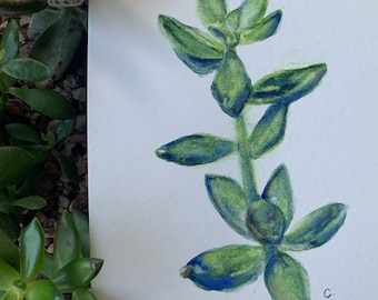 May include: Watercolor painting of a succulent plant with green and blue leaves. The plant is depicted in a simple, stylized manner, with the leaves arranged in a spiral pattern. The painting is signed with the letter "C."