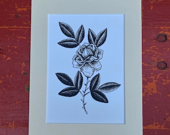 Rose high-quality mounted print 9"x7." Anatomical, zoological and botanical illustrations. Tattoo, dot work, etching, stippling artwork.