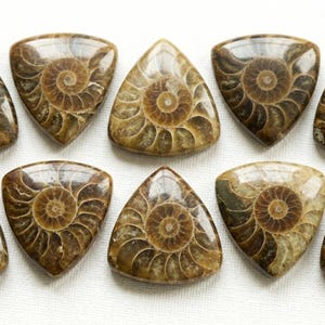 Può includere: Dieci fossili di ammoniti triangolari lucidati. Ogni fossile presenta un motivo a spirale dettagliato in tonalità marroni e beige, su uno sfondo chiaro. Ideali per collezionisti.