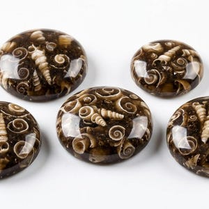 May include: Five circular, polished stones featuring a dark brown base with embedded fossilised seashells. The shells are white and beige, creating a contrasting pattern. The stones are arranged on a white surface.