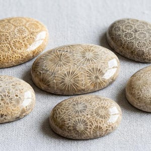 AAA+ Fossil Coral Oval Cabochon, Multi-Sizes Natural Flower Pattern Flat Back Gemstone