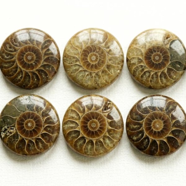 Cabochon rotondo di ammonite AAA+, varie misure, motivo fossile, gemma naturale calibrata con retro piatto.