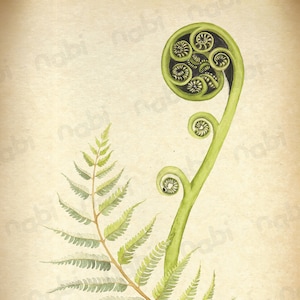 Koru(Silver Fern) Watercolour Painting: Vintage Style New Zealand Botanical Art (Digital Download A4)