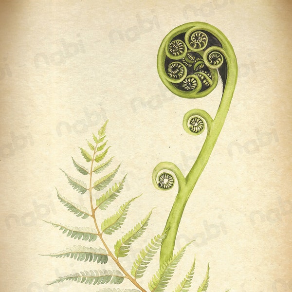 A4 vintage style printable botanical art New Zealand native plant Silver Fern  living room deco digital high resolution INSTANT DOWNLOAD