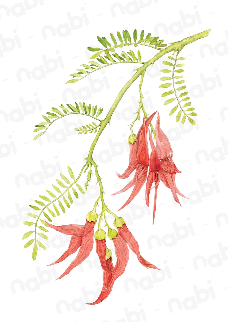 May include: A watercolor painting of a branch with green leaves and red flowers. The flowers are long and thin, with a pointed tip. The branch is thin and has thorns.