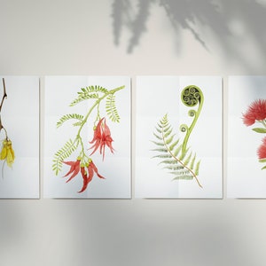 May include: Four watercolor paintings of New Zealand native plants. The first painting shows a branch of kowhai flowers with yellow blossoms. The second painting shows a branch of New Zealand native kowhai flowers with red blossoms. The third painting shows a fern with a curled frond. The fourth painting shows a pohutukawa flower with red blossoms.