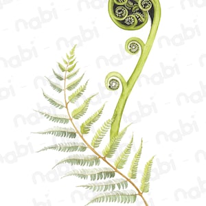 May include: A watercolor illustration of a fern frond with a curled green fiddlehead. The fiddlehead is unfurling and has a dark green center.