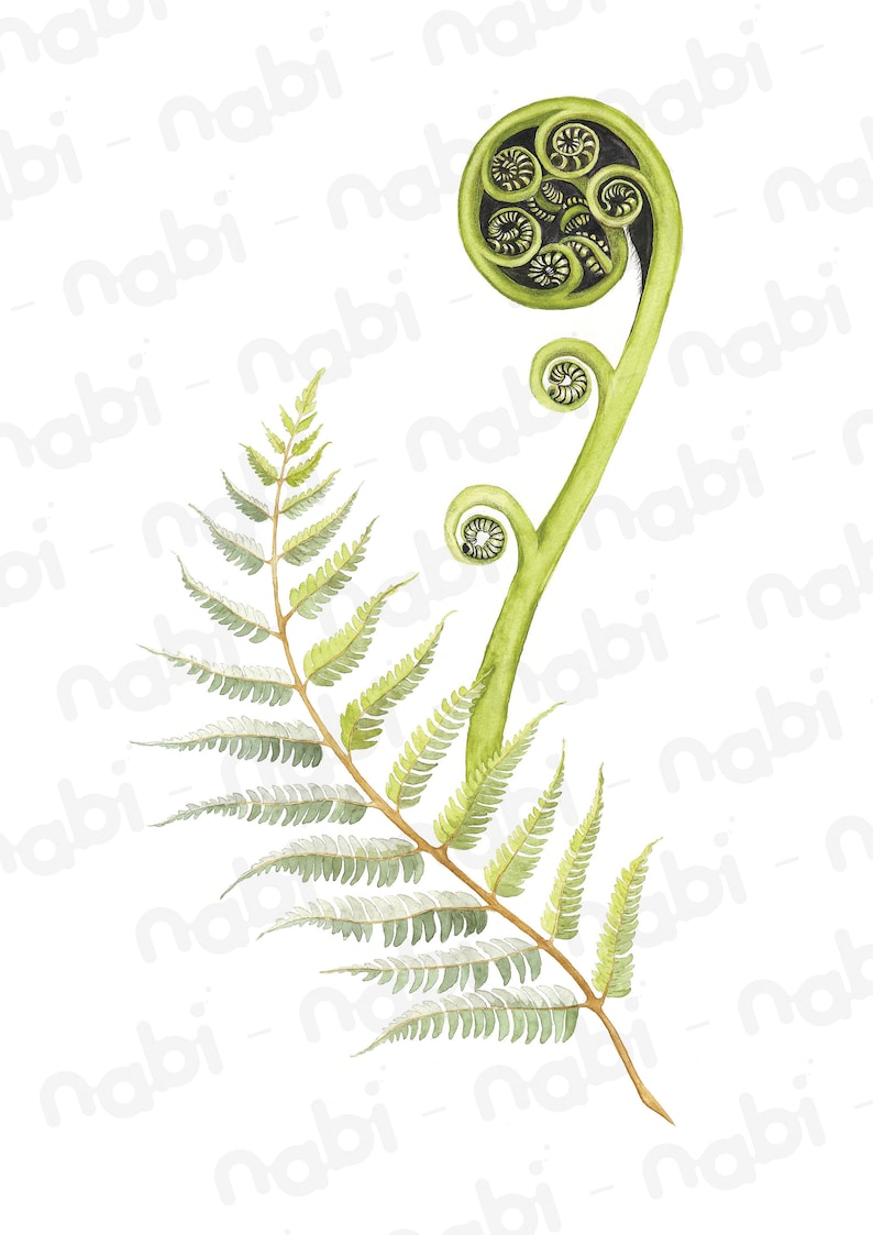 May include: A watercolor illustration of a fern frond with a curled green fiddlehead. The fiddlehead is unfurling and has a dark green center.