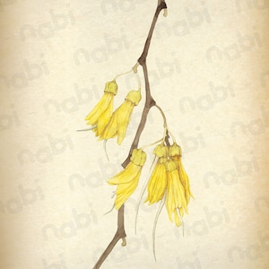 Kowhai Watercolour Painting: Vintage Style New Zealand Botanical Art Print (Digital Download A3)