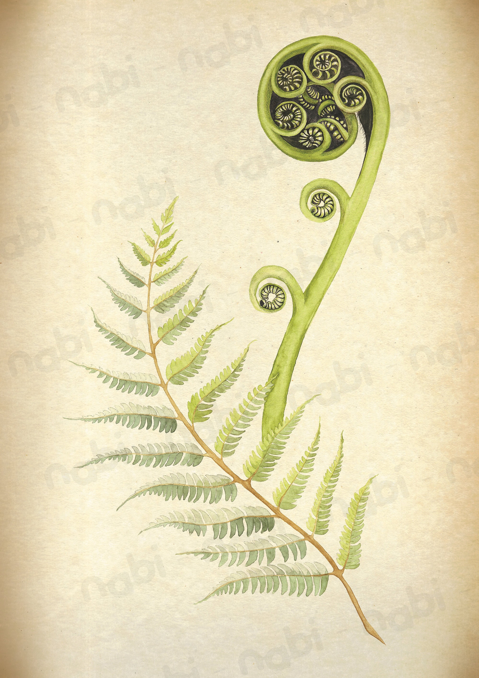 A4 Vintage Style Printable Botanical Art New Zealand Native Plant