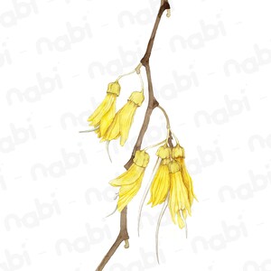 May include: A watercolor painting of a branch with yellow flowers. The flowers are delicate and have a soft, watercolor look.