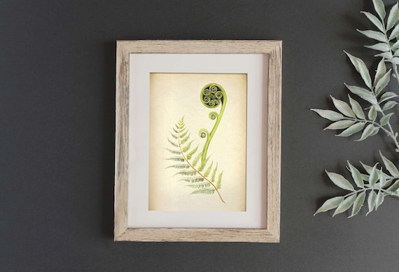 A3 Vintage Style Printable Botanical Art New Zealand Native