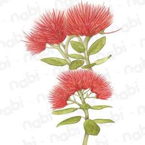 May include: A watercolor painting of a red pohutukawa flower with green leaves. The flower is a symbol of New Zealand and is known for its bright red color and its ability to bloom in the summer.