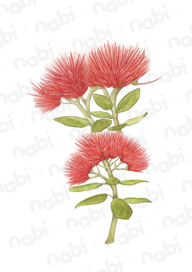 May include: A watercolor painting of a red pohutukawa flower with green leaves. The flower is a symbol of New Zealand and is known for its bright red color and its ability to bloom in the summer.
