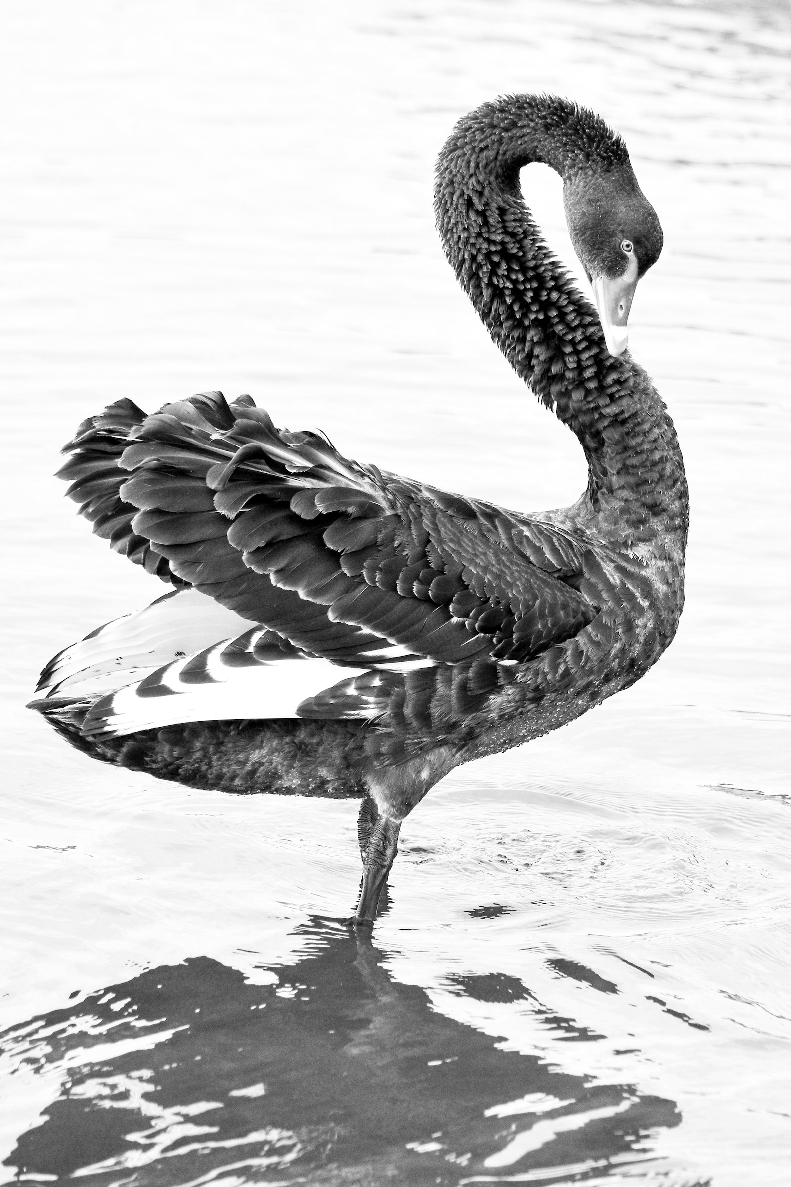Black Swan Digital Print Black and White Swan Wall Art Swan Etsy Black Swan Digital Print Black and White Swan Wall Art Swan Etsy