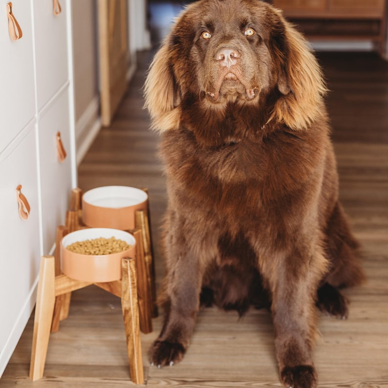 May include: A large, fluffy, solid brown Newfoundland dog sits next to two elevated pet bowls. The bowls are light orange with white interiors, held by a wooden stand. One bowl contains dry kibble, and the other contains clear water.
