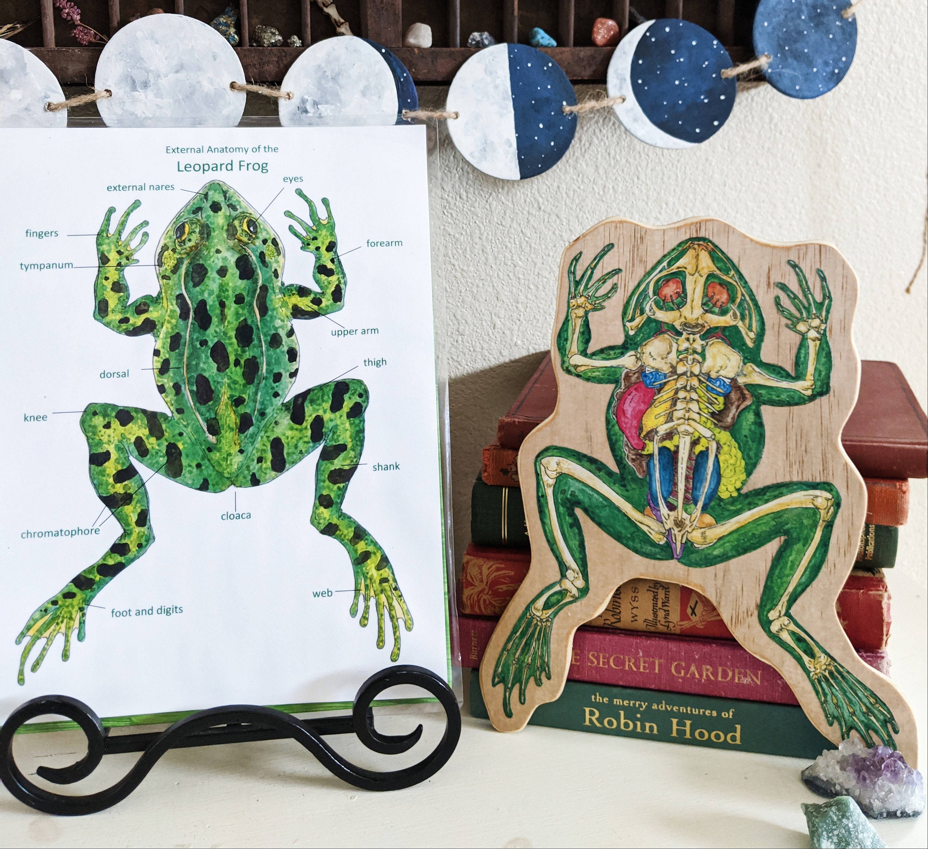Frog Anatomy Printable Labeled Frog | Etsy