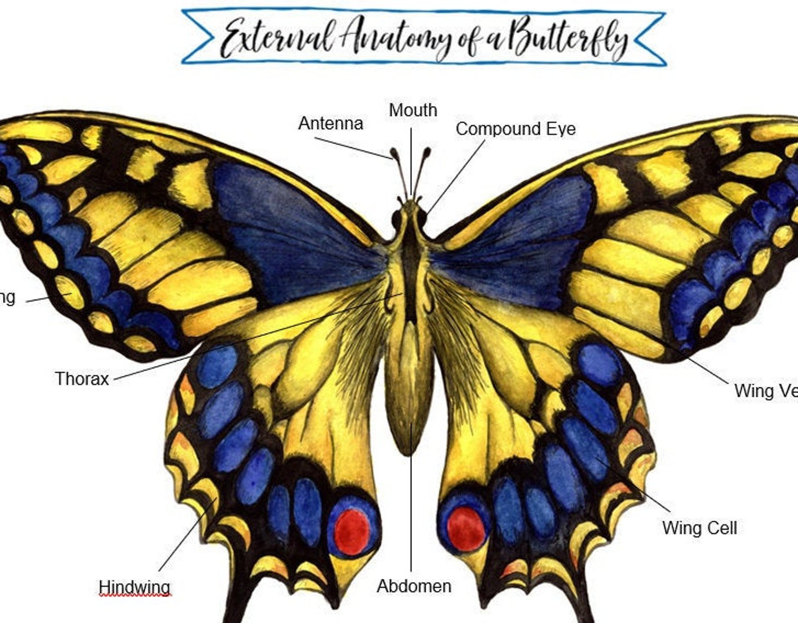 Butterfly Anatomy and Life Cycle Model and Information Cards Etsy