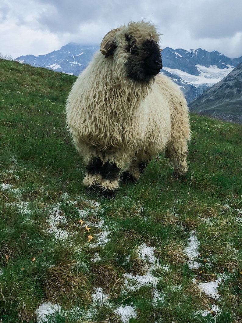Valais Blacknose Sheep Photo Print Cute Sheep Art Black Face Sheep