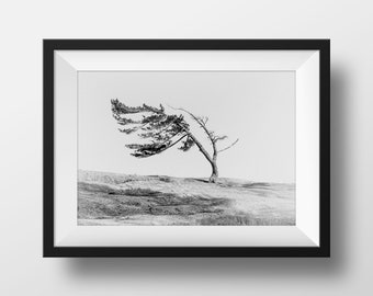 Windswept Pine Print - Wind Swept White Pine Tree in Killbear Provincial Park - Minimalist Fine Art Print of Lone Tree - Monochrome Wall Art