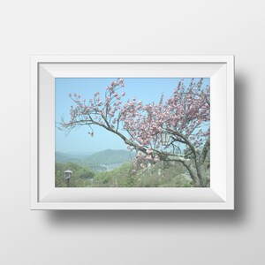 Cherry Blossom Art Print - Pink Cherry Blossoms Print - Photo of Sakura Flower and Japanese Lantern
