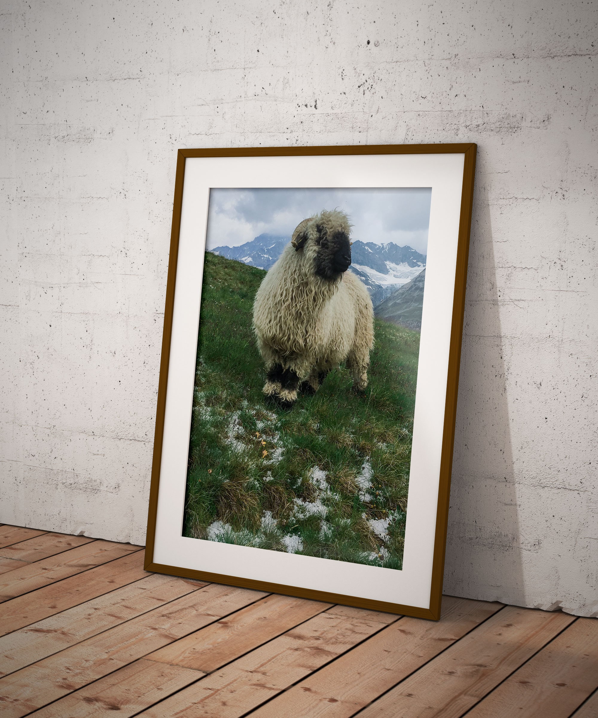 Valais Blacknose Sheep Photo Print Cute Sheep Art Black Face Sheep ...