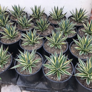 Agave SUN glow, 3 gallon size