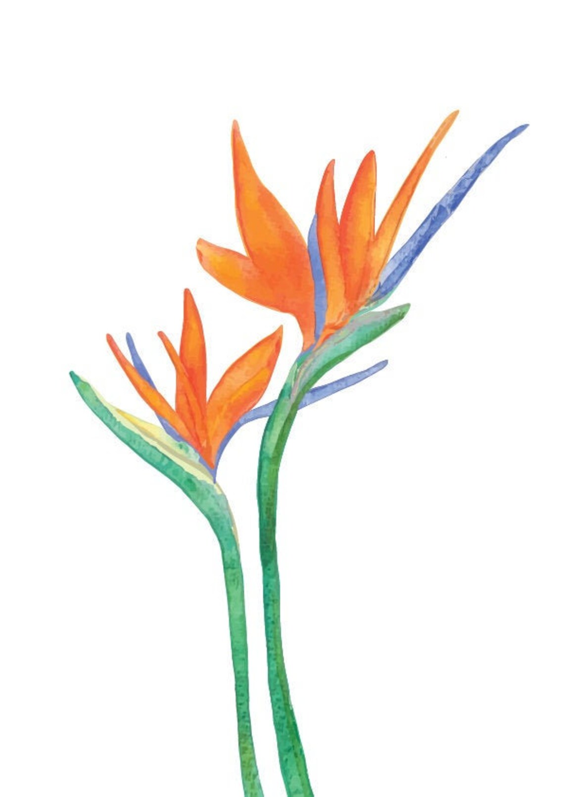 Bird of Paradise Print, Tropical Printable Wall Art Print, Botanical ...