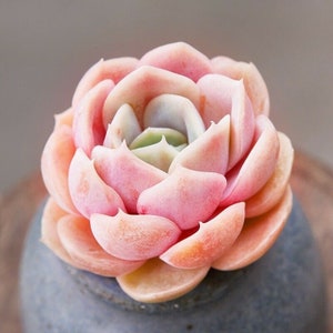 4CM Succulent live Plant Echeveria Blue Surprise Crassulaceae Home Garden Rare
