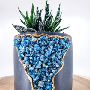 May include: A black and gold planter with a blue crystal design. The planter is filled with a green succulent plant.