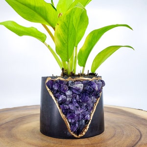 May include: A small green plant in a black concrete planter with a gold rim and a triangular section filled with amethyst crystals.