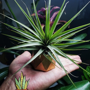 Puede incluir: Una peque&ntilde;a planta de aire en una maceta geom&eacute;trica dorada. La planta es verde y tiene hojas largas y delgadas. La maceta est&aacute; hecha de metal y tiene un acabado brillante. La planta est&aacute; siendo sostenida en una mano.