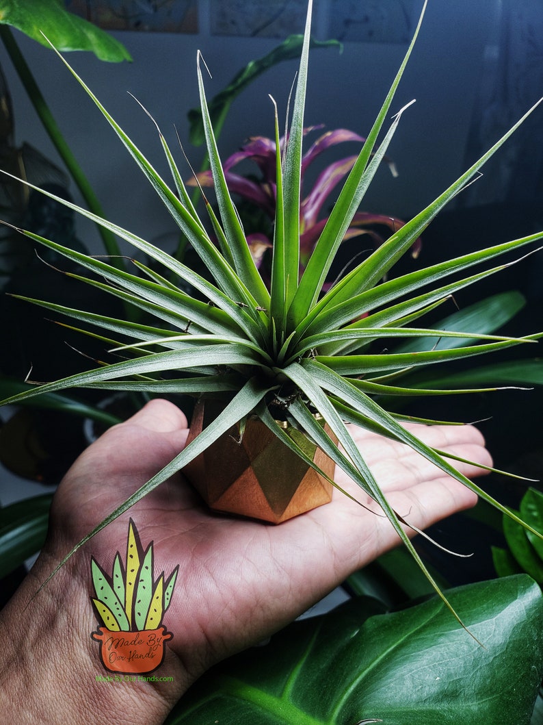Puede incluir: Una peque&ntilde;a planta de aire en una maceta geom&eacute;trica dorada. La planta es verde y tiene hojas largas y delgadas. La maceta est&aacute; hecha de metal y tiene un acabado brillante. La planta est&aacute; siendo sostenida en una mano.