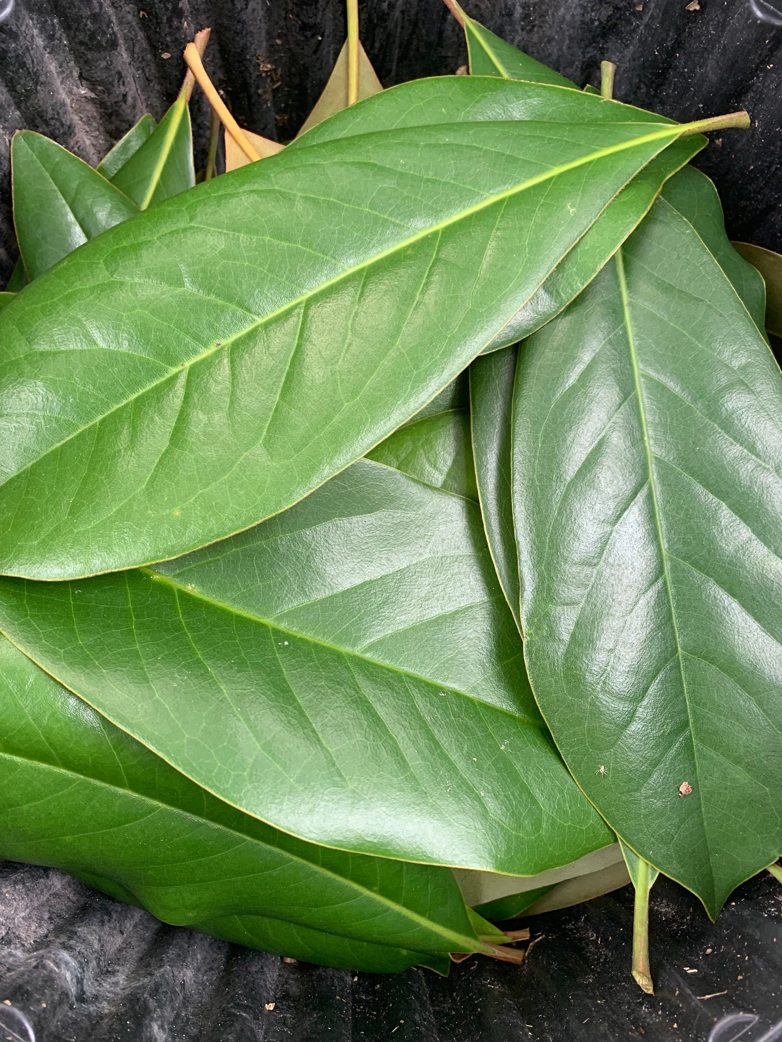 Magnolia Leaves Etsy