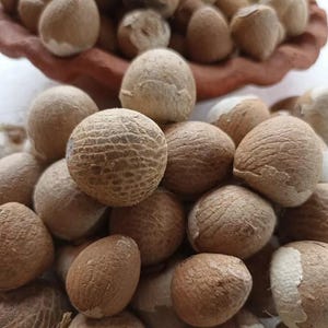 Whole Supari Grade A Quality Ceylon Betel Nuts Areca Catechu Nuts 100% Pure Organic Natural Dried Nuts
