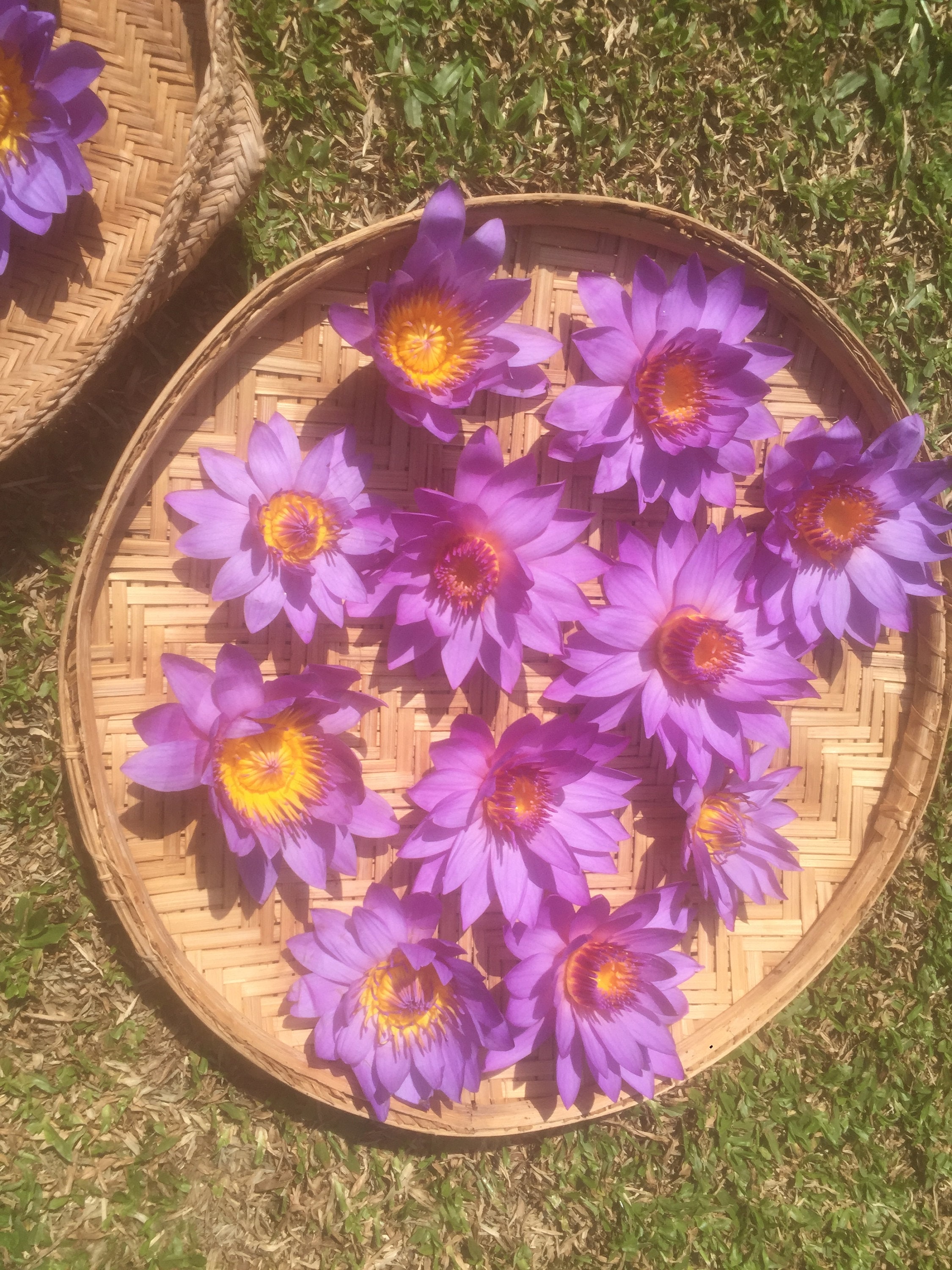 100-organic-egyptian-blue-lotus-flowerswhole-flowers-etsy