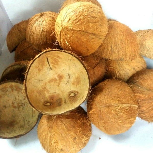 Natural Ceylon Eco-Friendly Coconut Shell Halves with Fiber for Charcoal Obtaining/Handicraft/Pet Feeder/Aquarium Den/Bird feeder